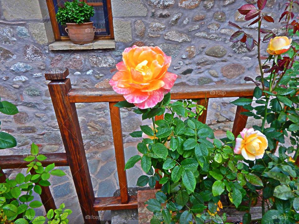 Big, pink and yellow roses in the courtyard of a monastery in Greece.