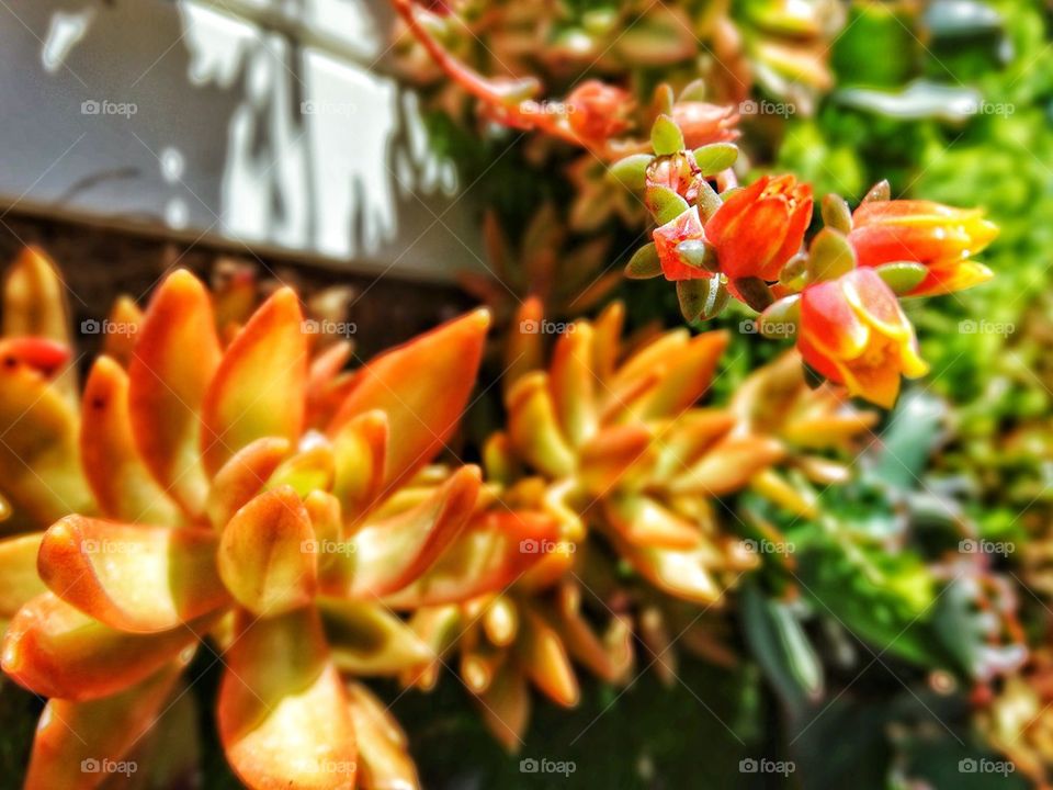 Living Wall Succulent Installation 