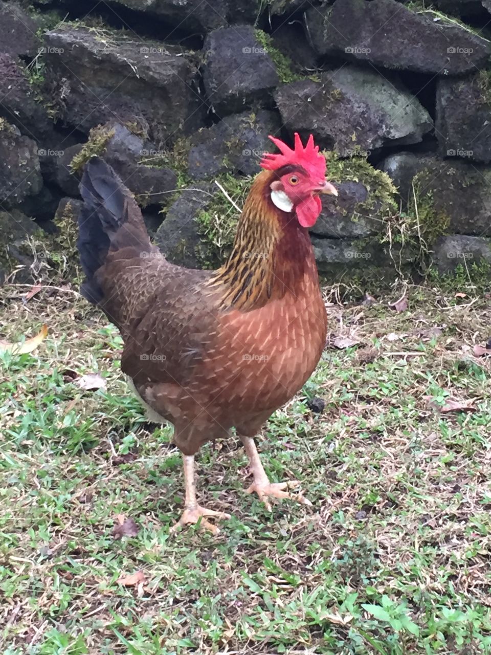 Cathy the Hawaiian Chicken in front of Lava Rock Wall