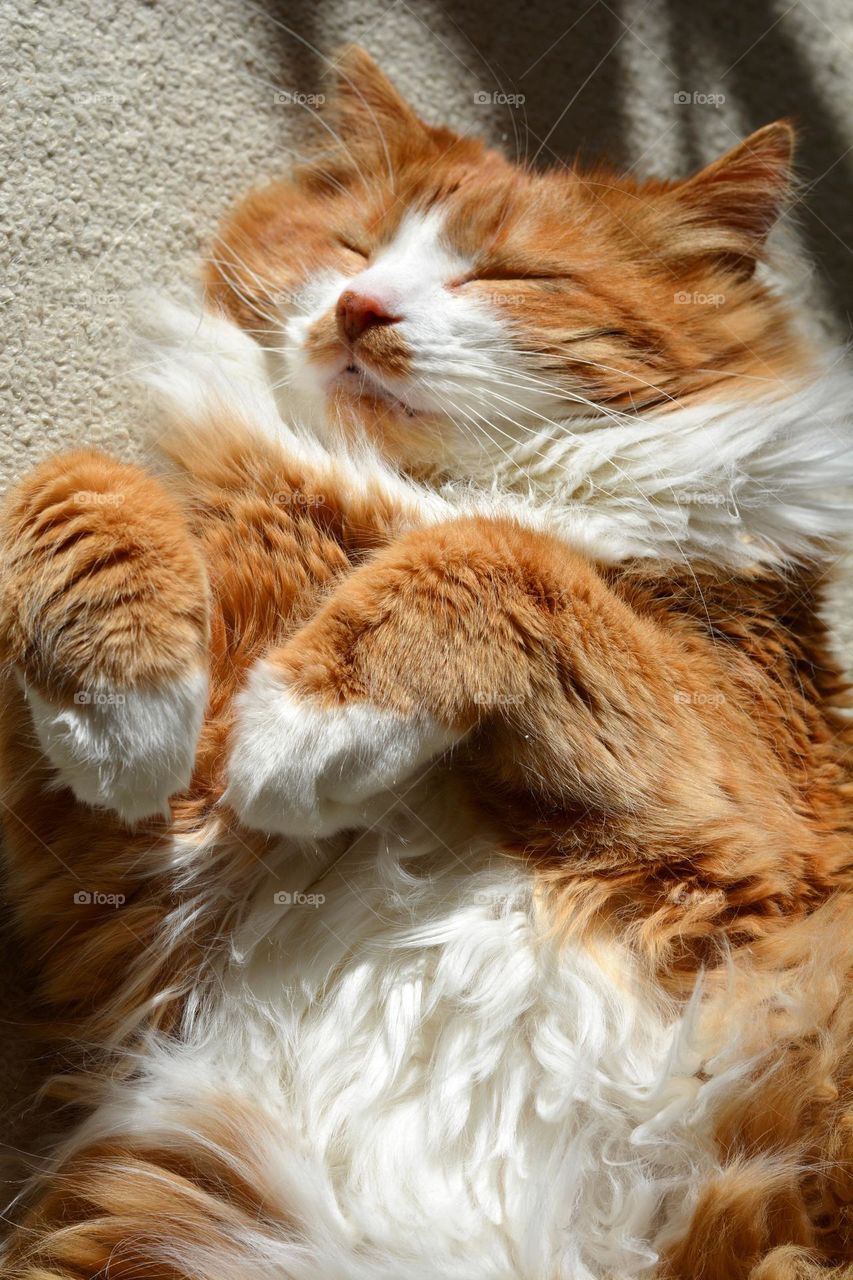 happy cat sleeping and relaxing home