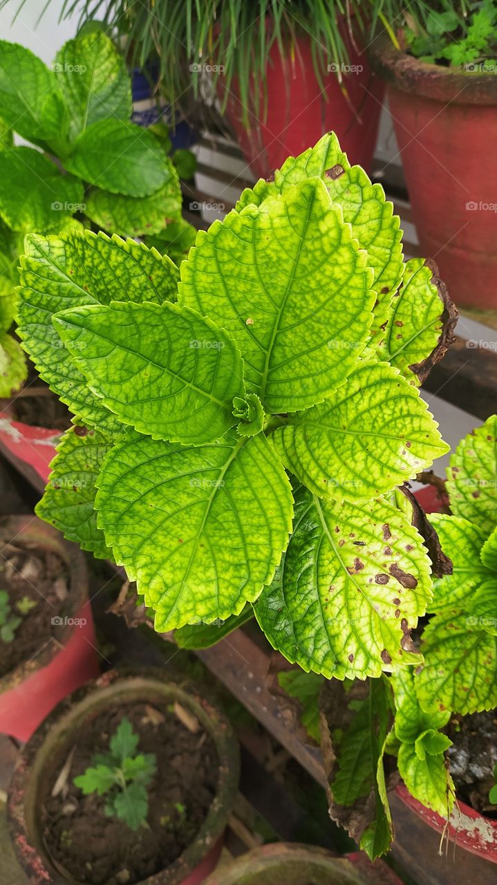 Coleus spreading green magic