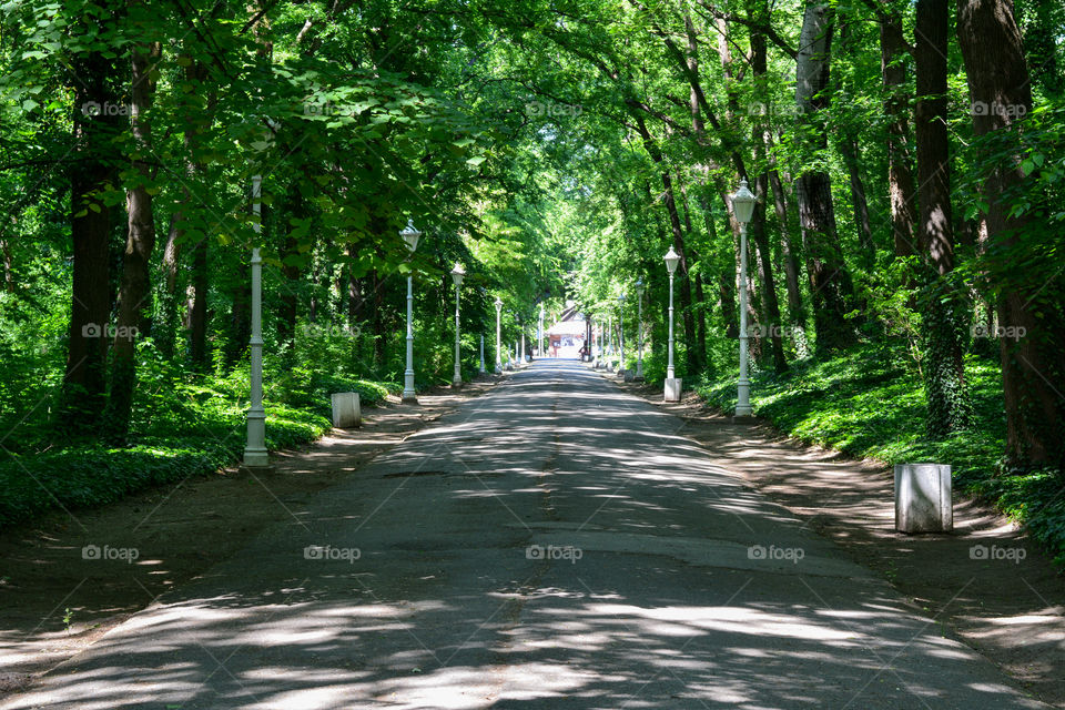 View of footpath passing through forest