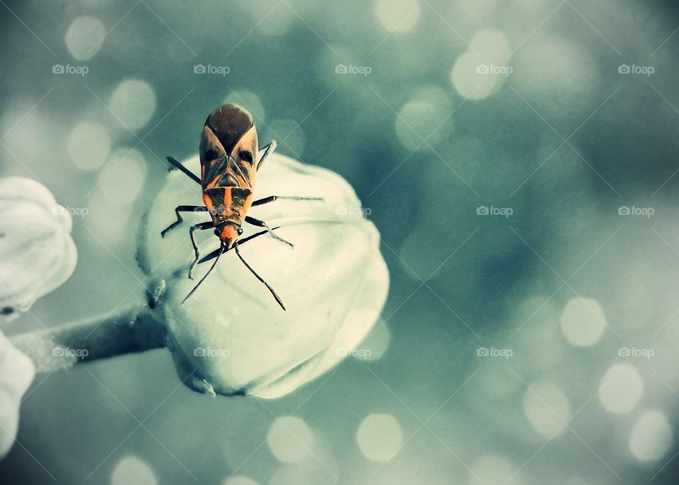 Red Cotton Bug over flower buds