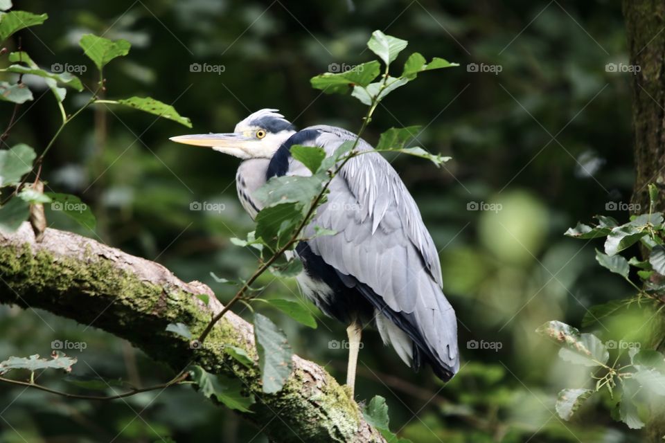 Gray heron