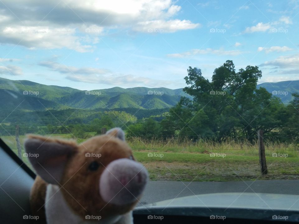 Pigglett on our way to Cades Cove South Carolina is in the background