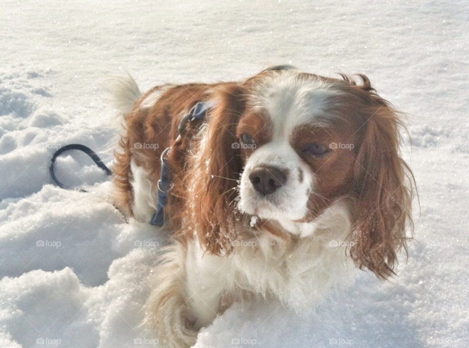 snow winter dog walk by Nikita80