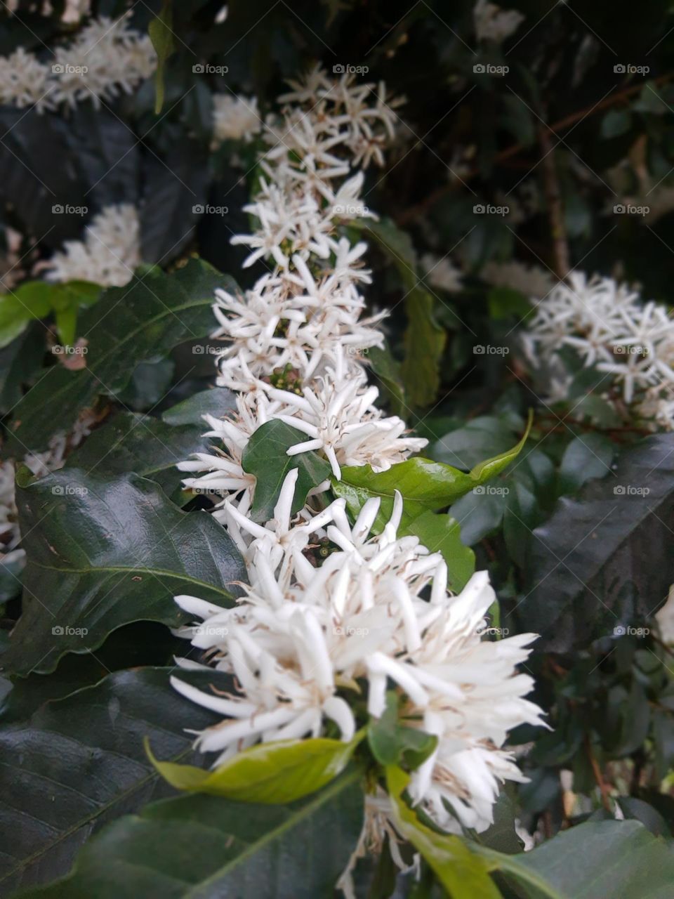 coffee flowers