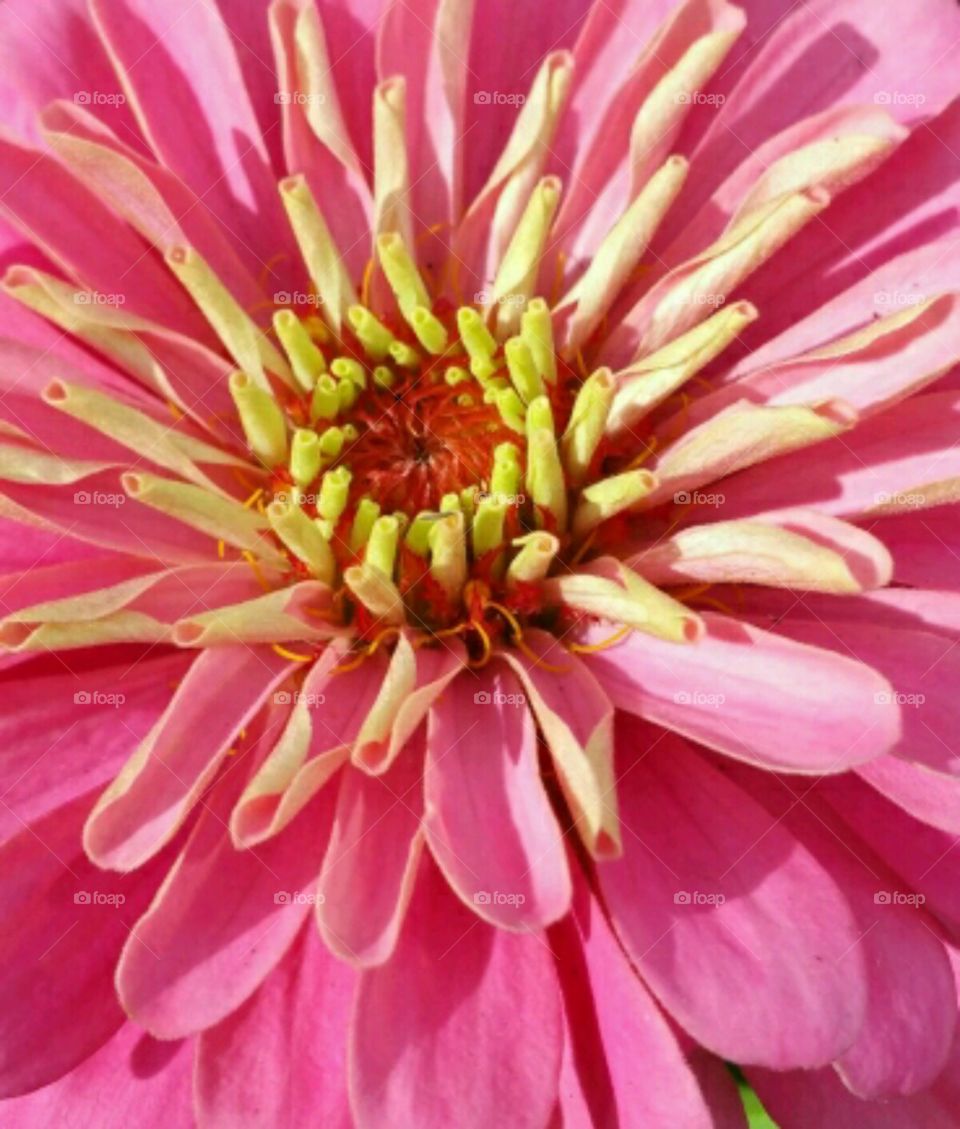 Pink Zinnia Magellan Flower