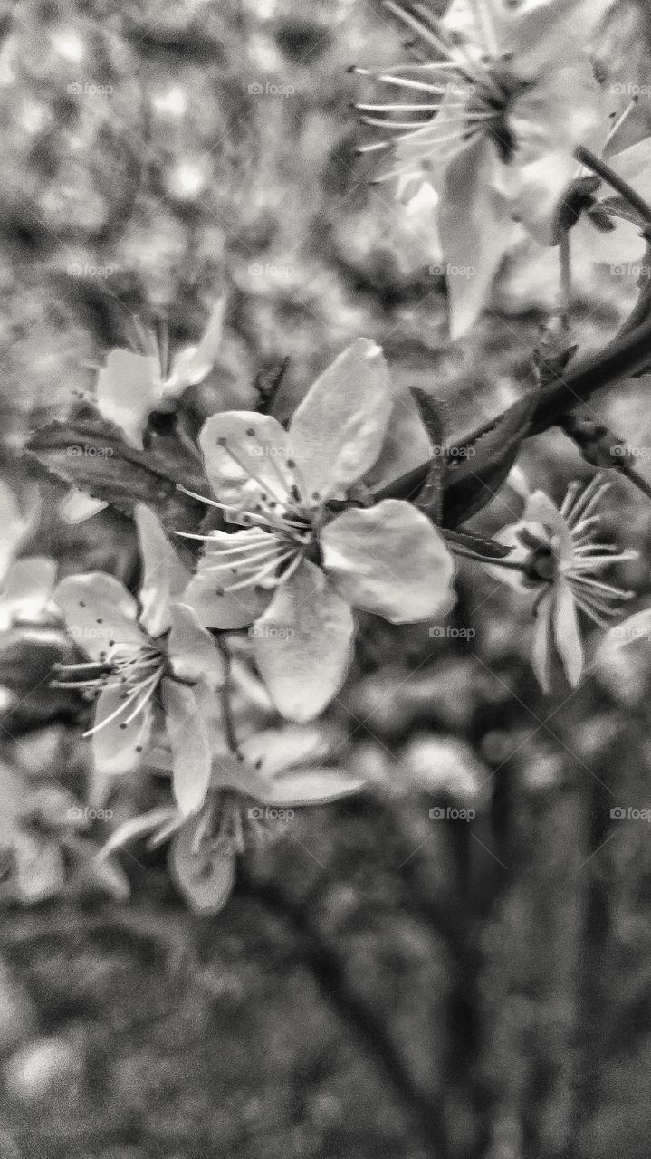 blooming tree