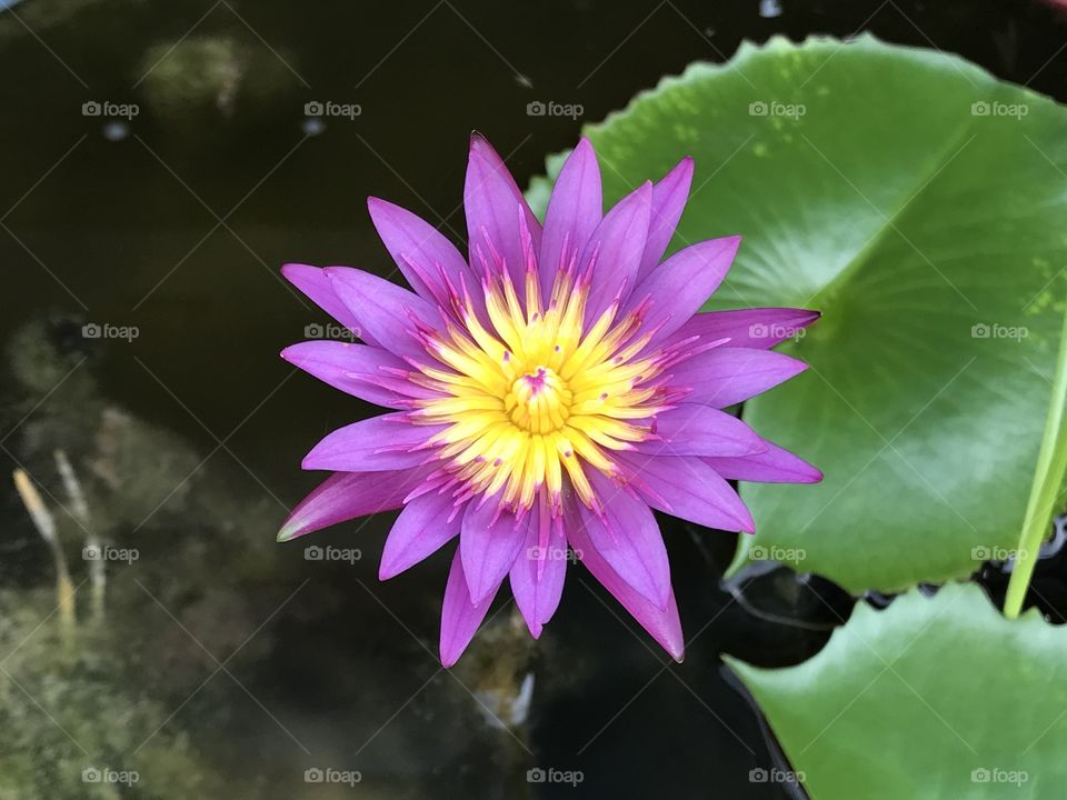 Lotus flower plant in Thailand 