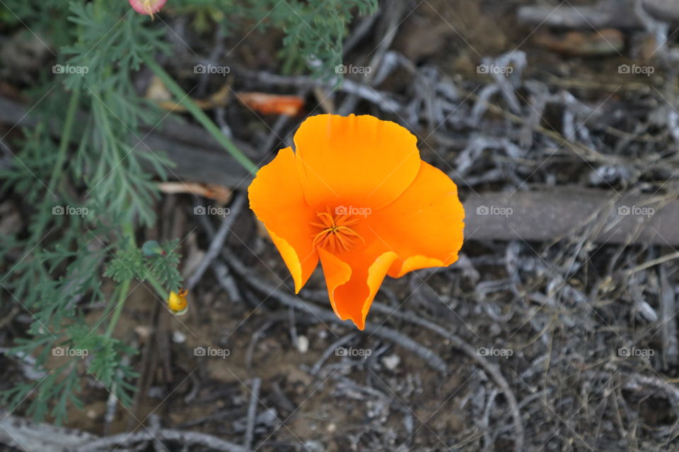 Wild California Poppy