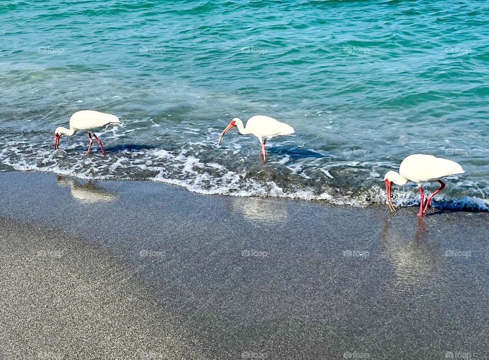 White Ibis Watering Hole