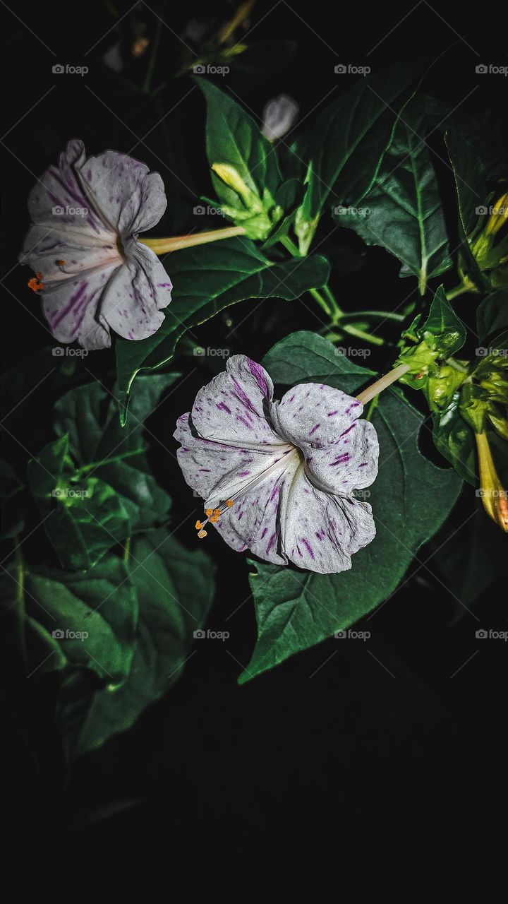 Mirabilis jalapa | Maravilha planta | Flor