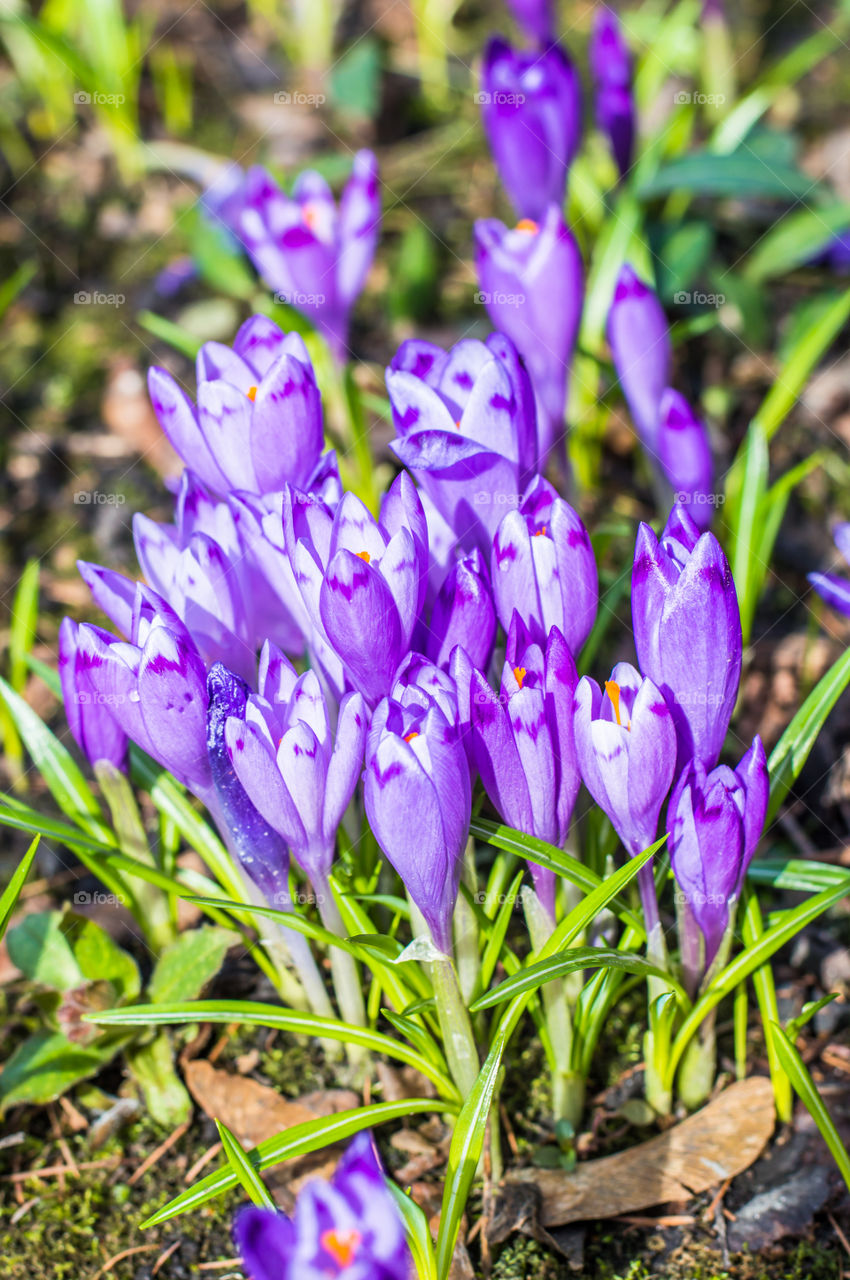 Spring flowers - crocuses