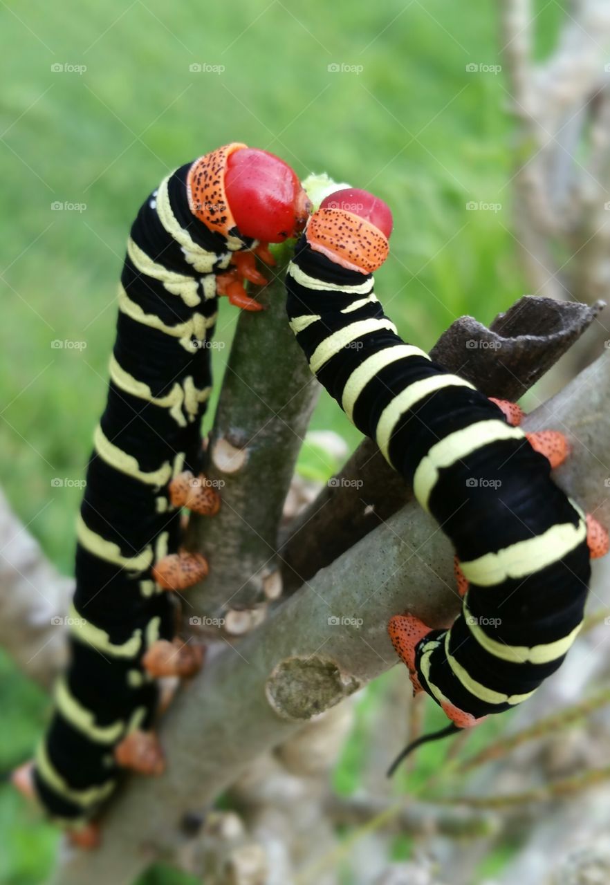 Two caterpillars eating a branch