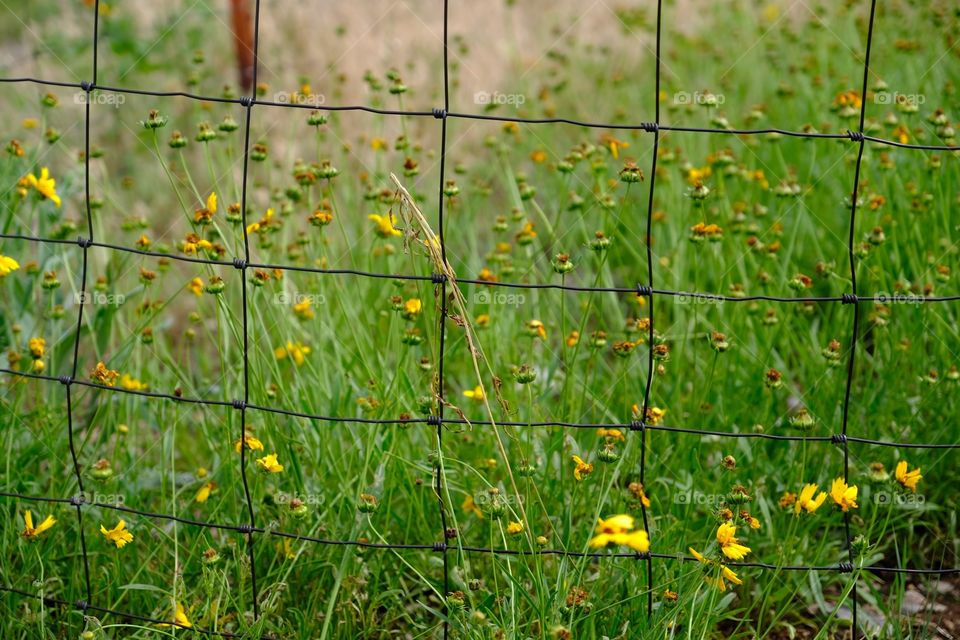 Don’t fence me in! Flowers