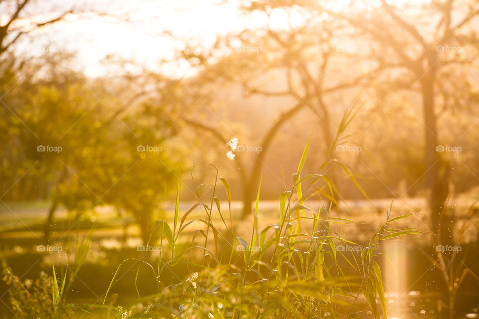 Sunset with sun rays through the trees and grass. Love the late afternoon light!