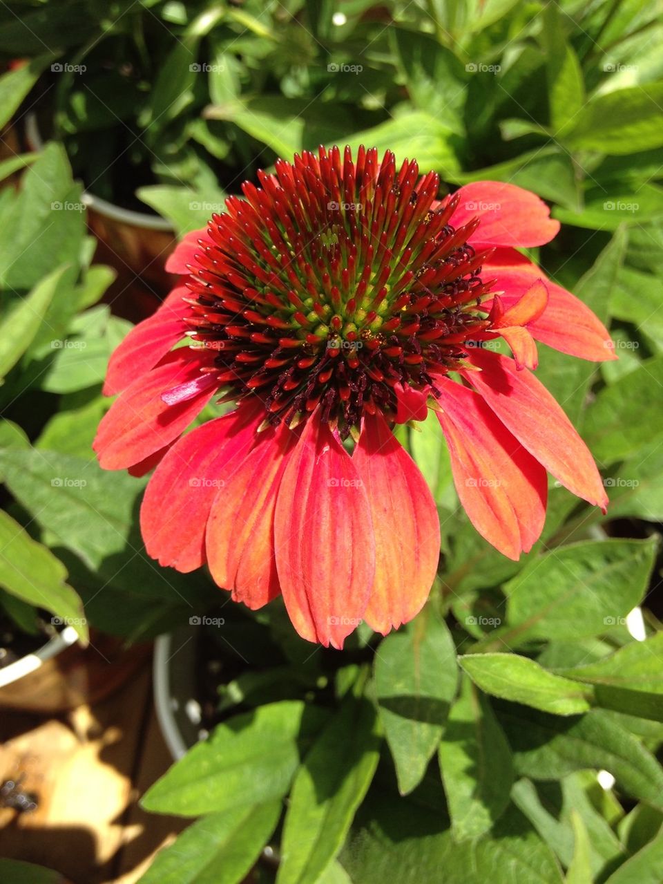 Close-up of a red daisy flower