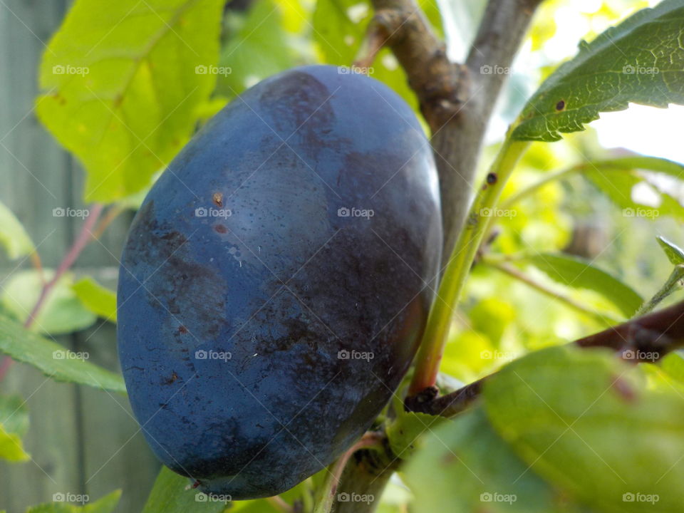 Plum with perfect plum colours 😍