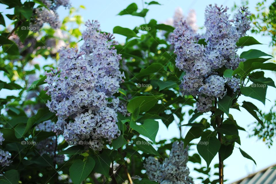 Branch of lilac. Spring...