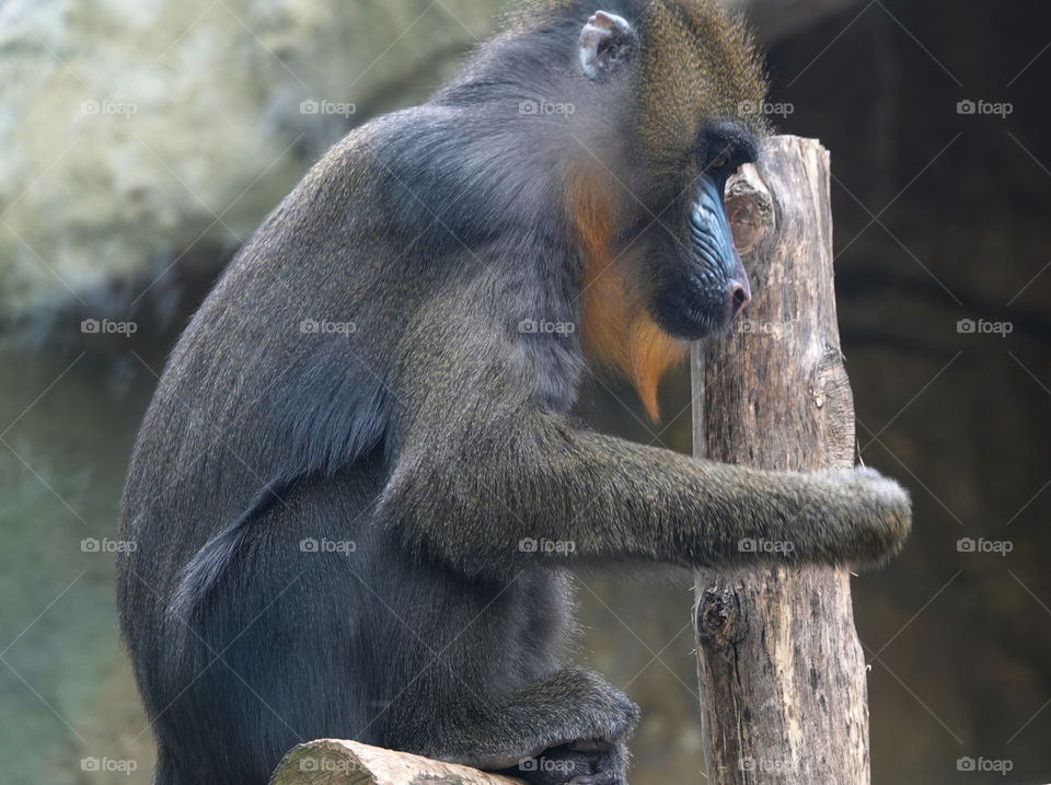 Mandrill.