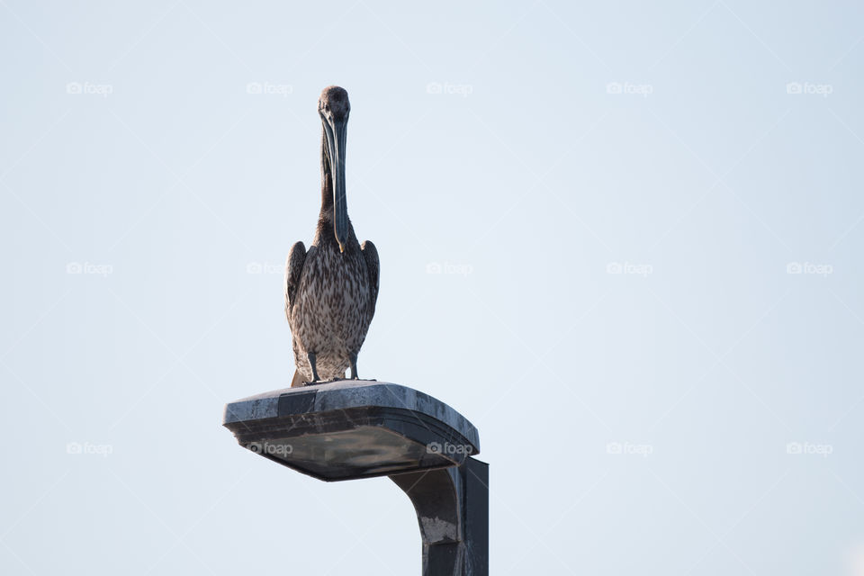 Bird, No Person, Wildlife, Outdoors, One