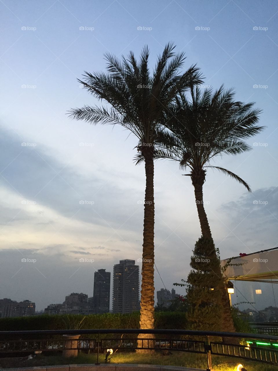 Palm trees in Cairo