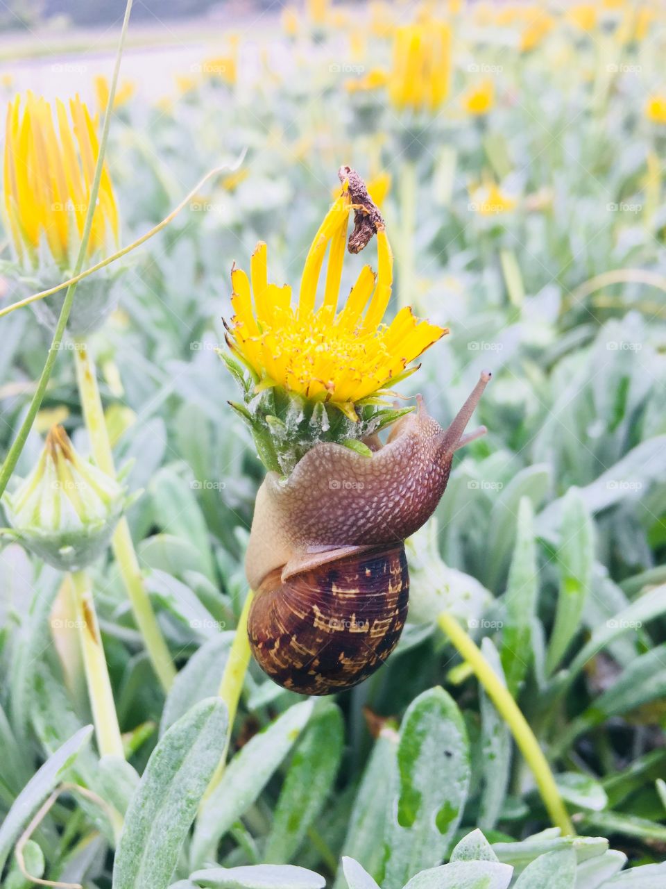 Snail embracing nature