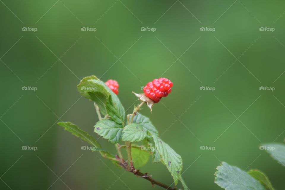closeup of red juicy raspberries with green blurred background