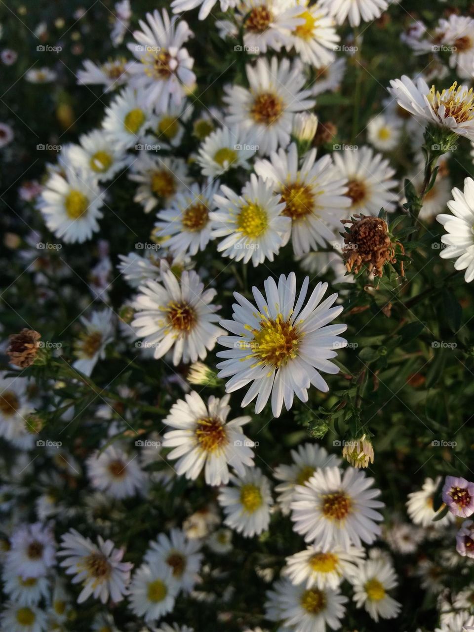 lots of small white chamomiles