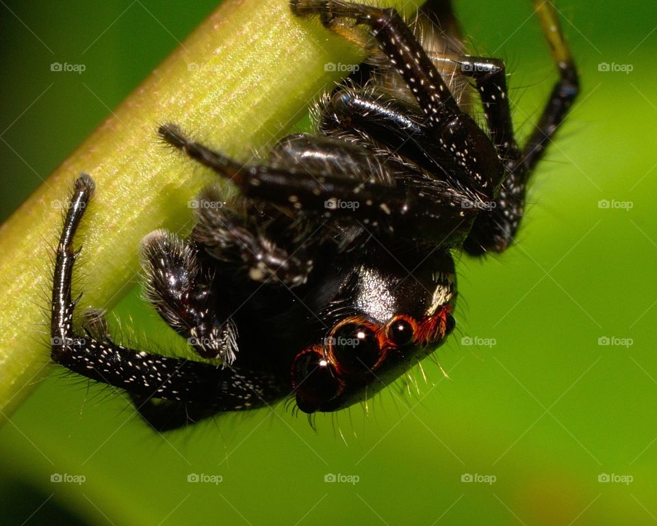 Jumping spider hanging upside down from a leaf stem