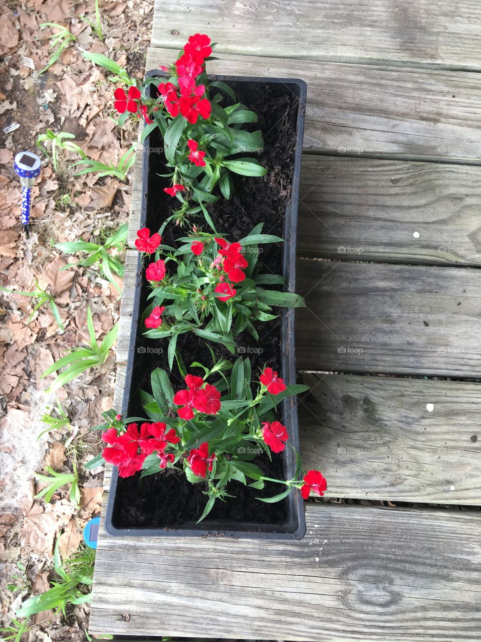 Just planted these pretties today to remind us all God is still in control. Amen 