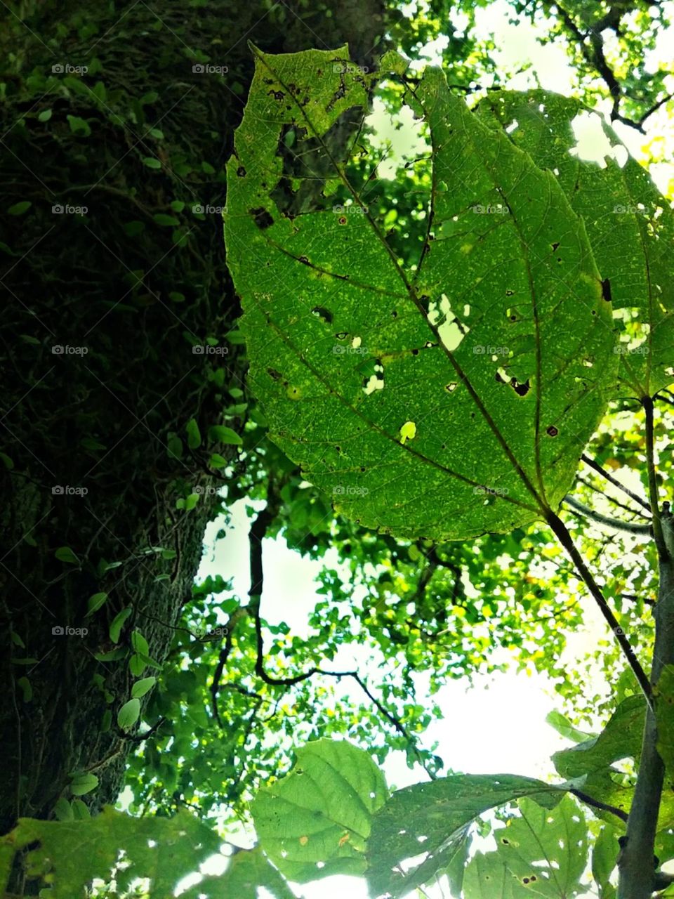 Cheia de detalhes e entalhes reluzentes.