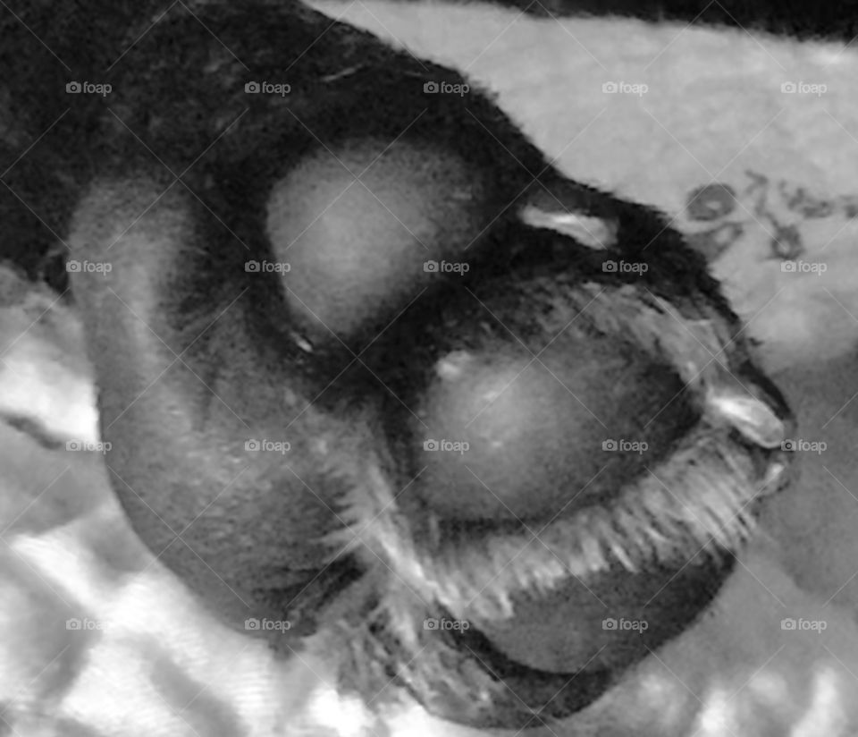 Puppy toes