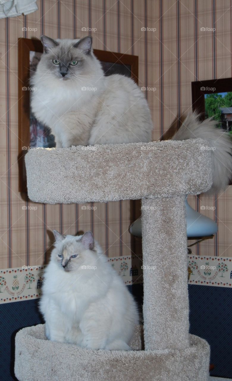 Ragdoll cats