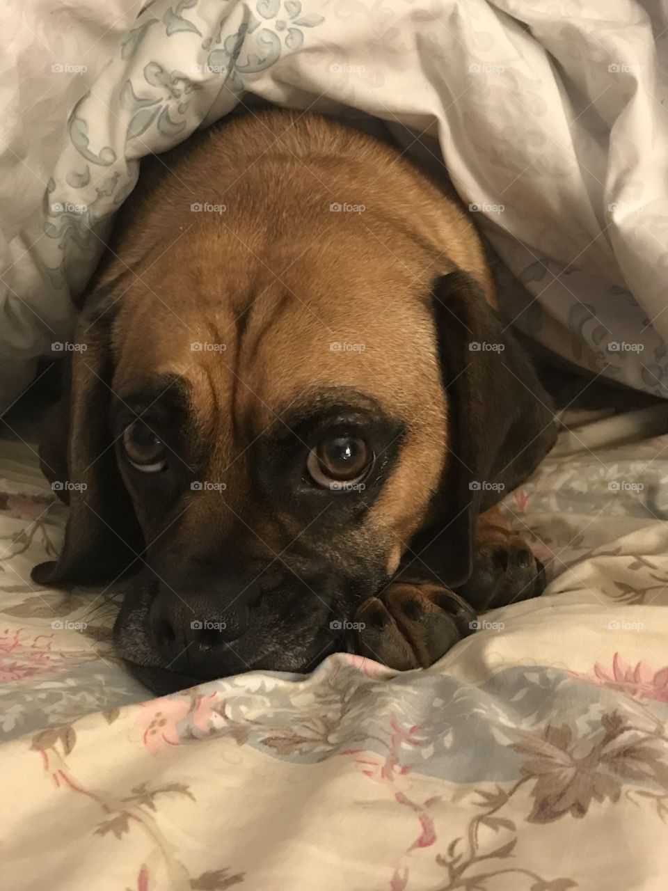 A sleepy puggle