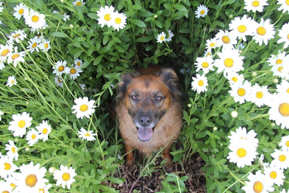 Delilah in flowers 