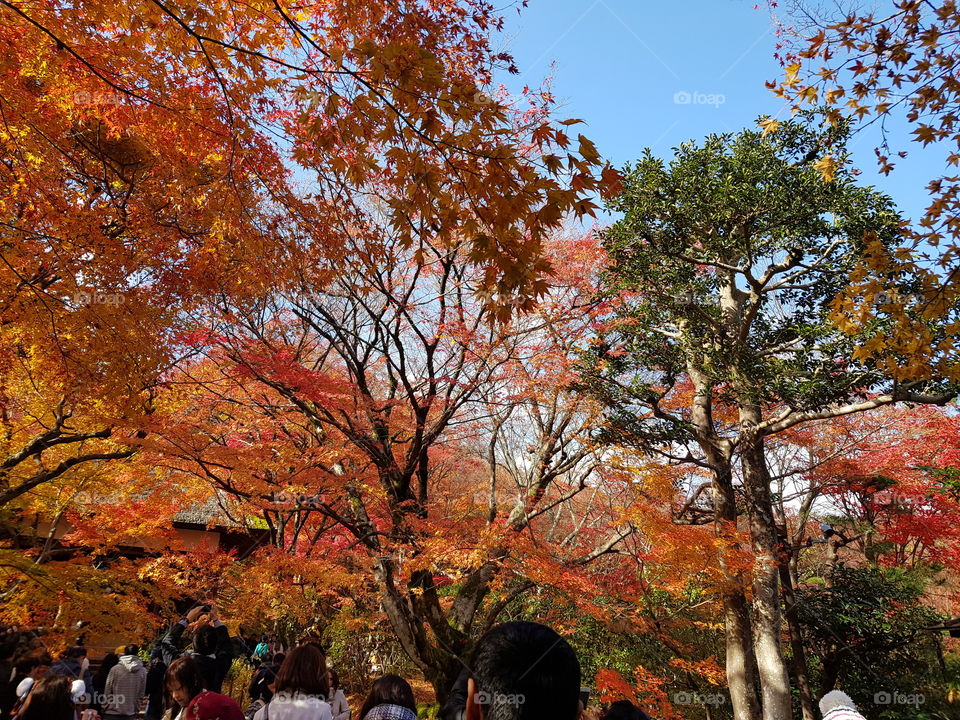 Autumn Leaves Japan