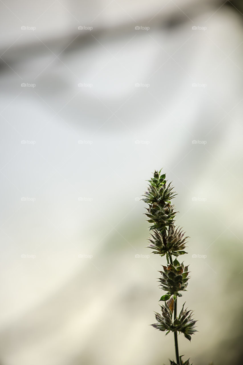 Small green tree on background blurry Brown leaves.