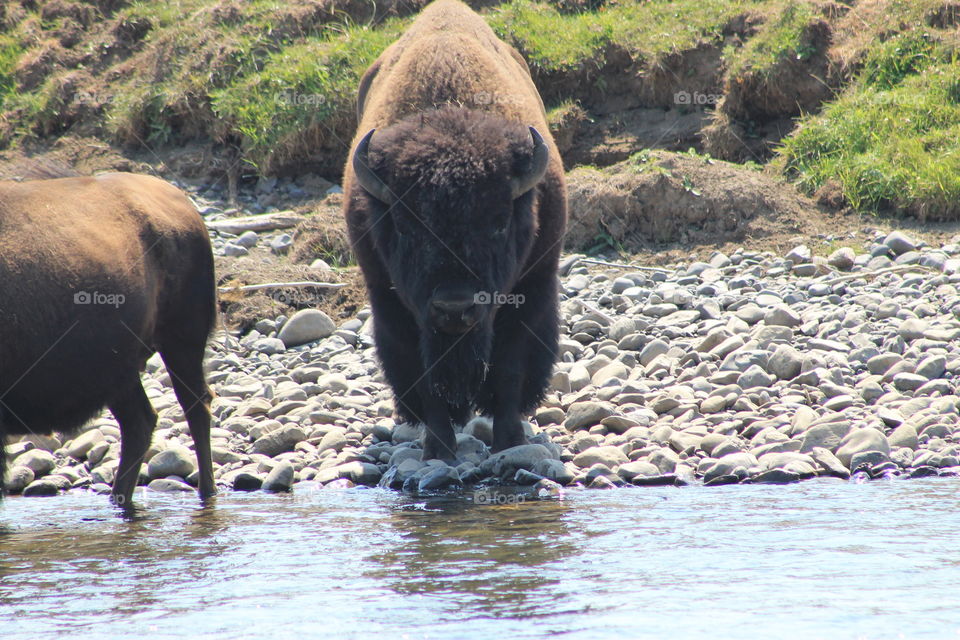 Buffalo staring at the camera in Yellowstone National Park.