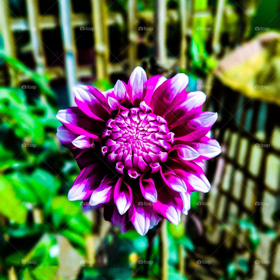 This dahlia flower looks very beautiful.  The petals of the flower are purple in color and bigger. I have photographed this flower in our house.