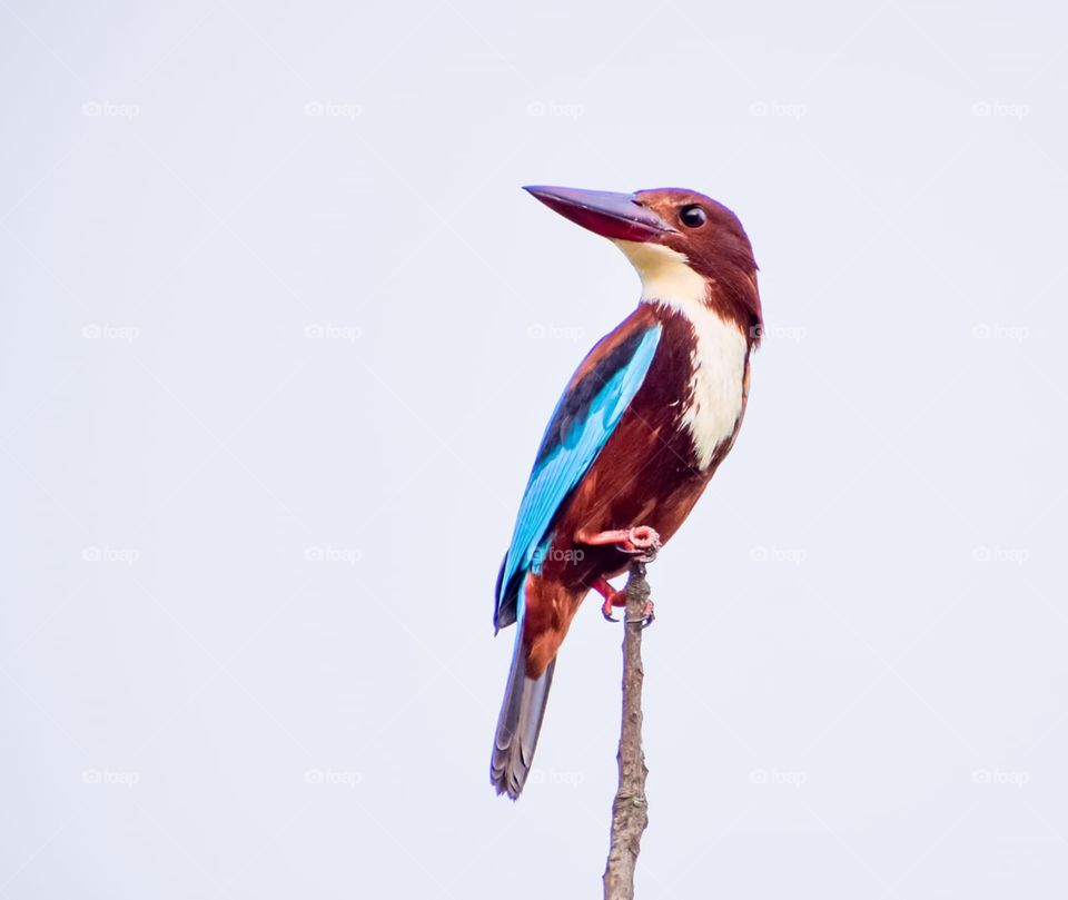 King Fisher 