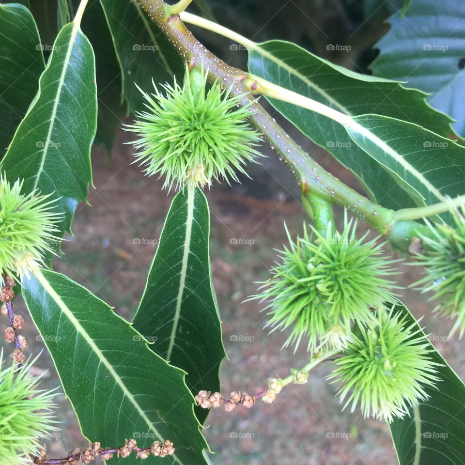 Ripening chestnuts