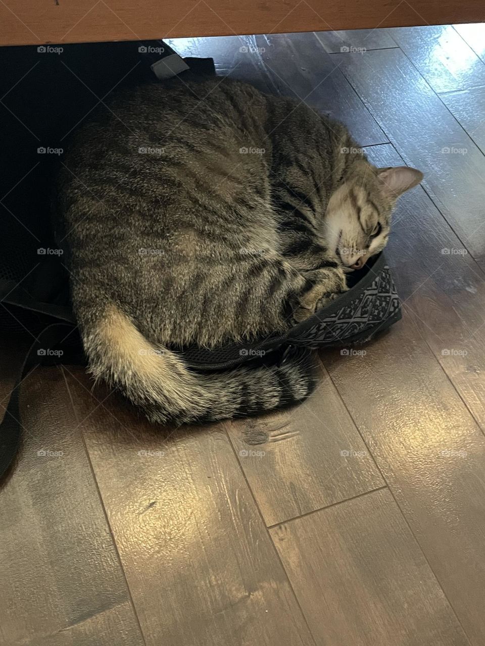 Sleeping stripped cat