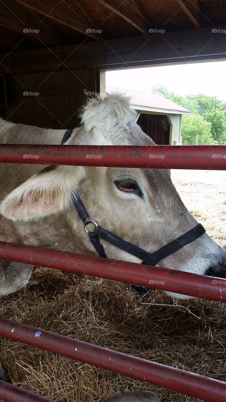 how now brown cow. sweet, friendly cow