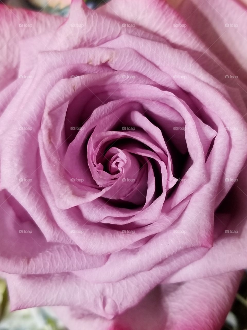 Lavender Rose