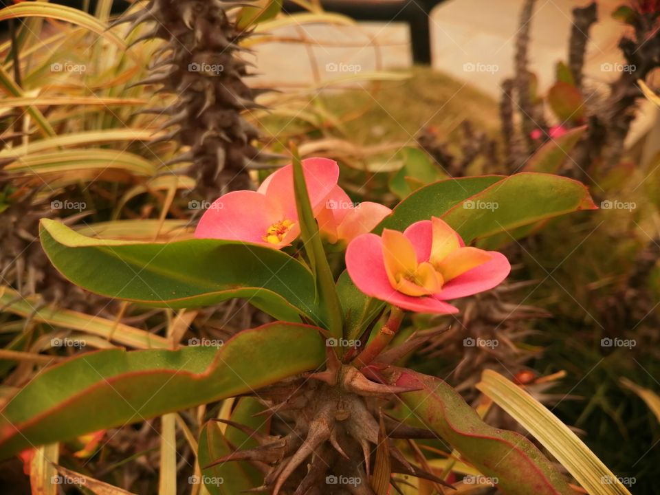 Beautiful flower. The beauty of nature