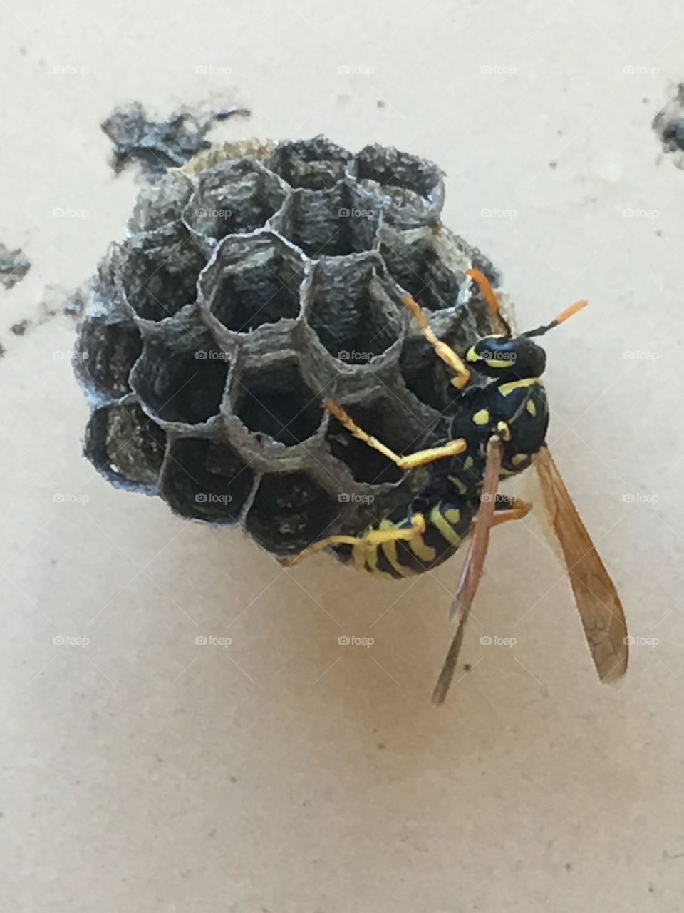 Bee 