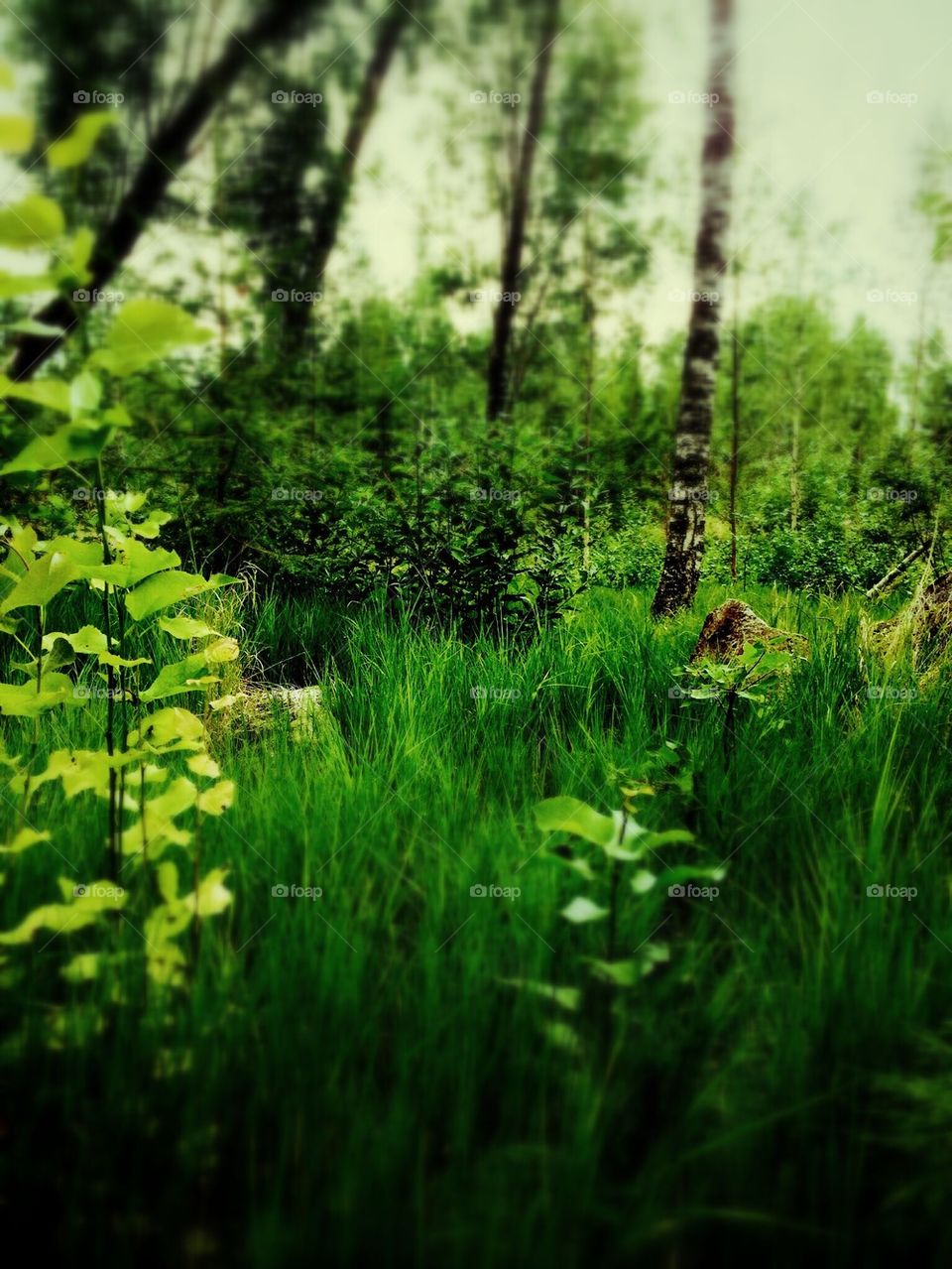 Green Swedish summer 