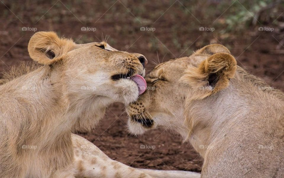 Lions cuddling 